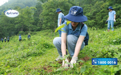 Avisure - Chung tay hồi sinh rừng tự nhiên tại Vân Hồ, Sơn La
